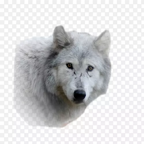 阿拉斯加苔原，狼毛，鼻子，野生动物灰狼