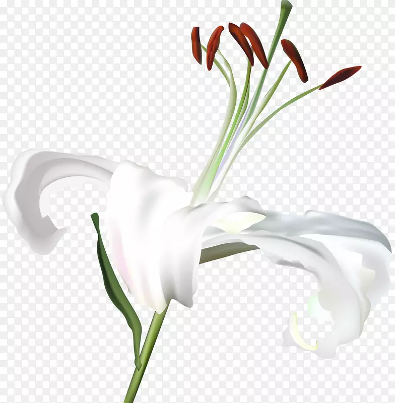 百合白花