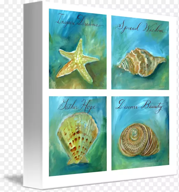海贝壳海洋生物动物-海贝壳