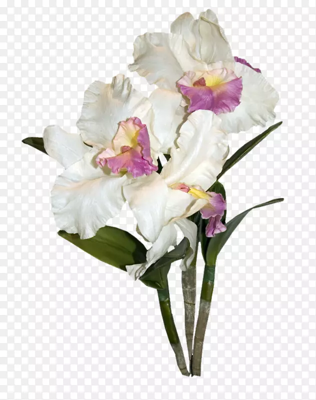 白色切花兰花