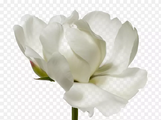 花卉杂志摄影肖像画