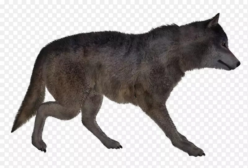 阿拉斯加冻原狼狗红狼狗