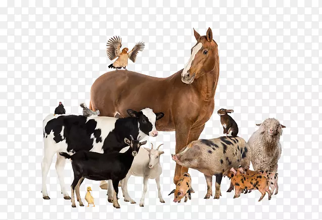 牛、马、山羊、猪、畜-马