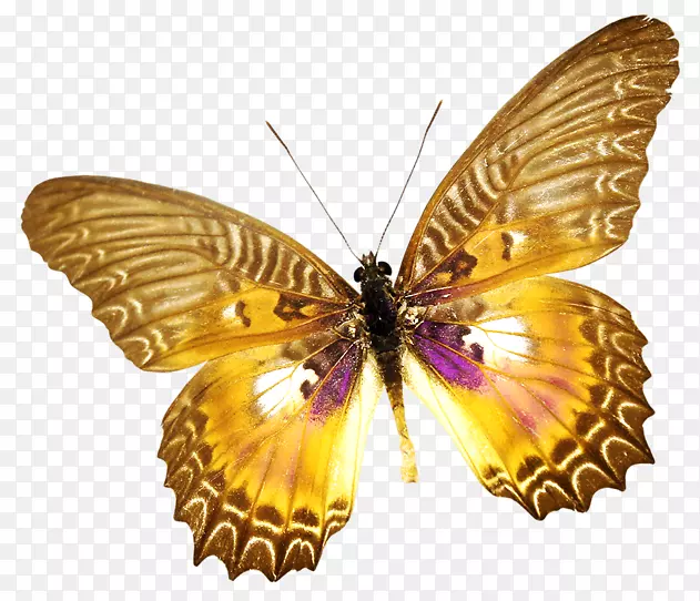 毛茸茸的蝴蝶昆虫蛾夹艺术蝴蝶