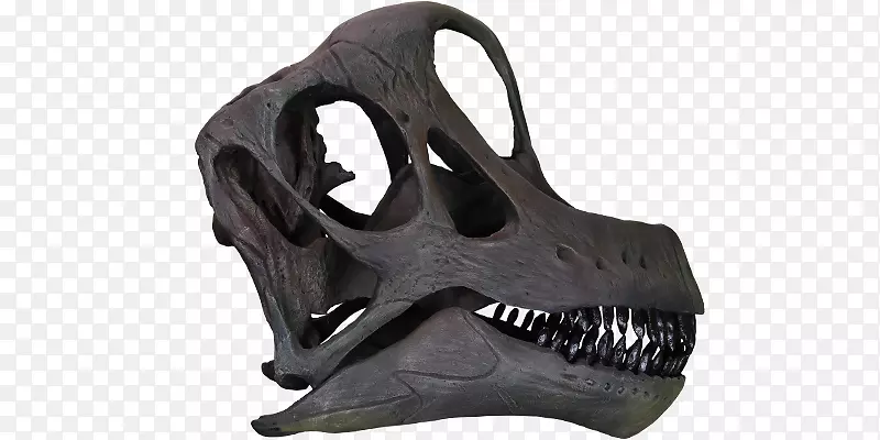 腕龙Giraffatitan Morrison形成欧洲爬行动物-头骨
