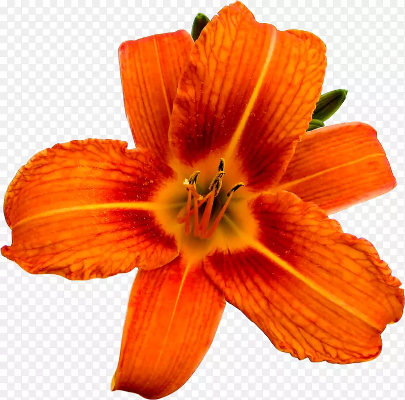 橙色S.A.马蹄莲属植物的存在