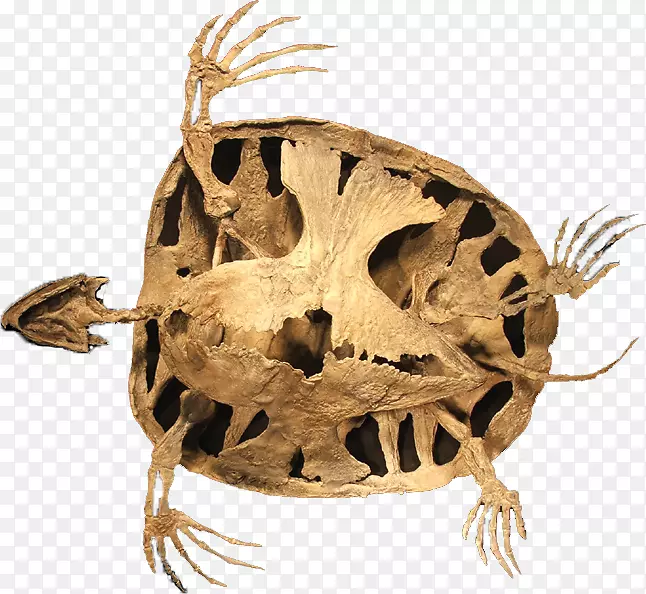 爬行动物Niobrara形成晚白垩世海龟弓形龟