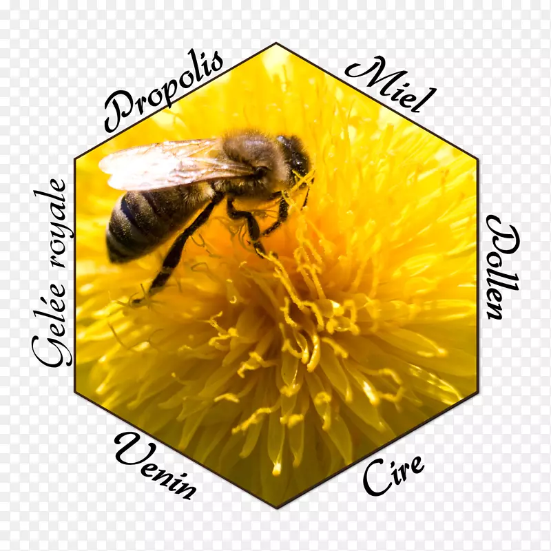 蜜蜂粥区蜂胶-蜜蜂