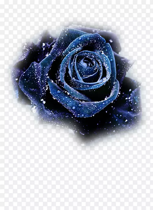 蓝色玫瑰花静物：粉红色玫瑰，黑色玫瑰-玫瑰