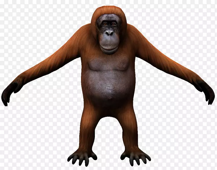 大猩猩猴子食肉动物-大猩猩