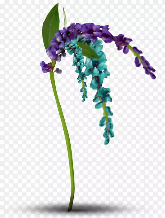 薰衣草紫植物茎紫