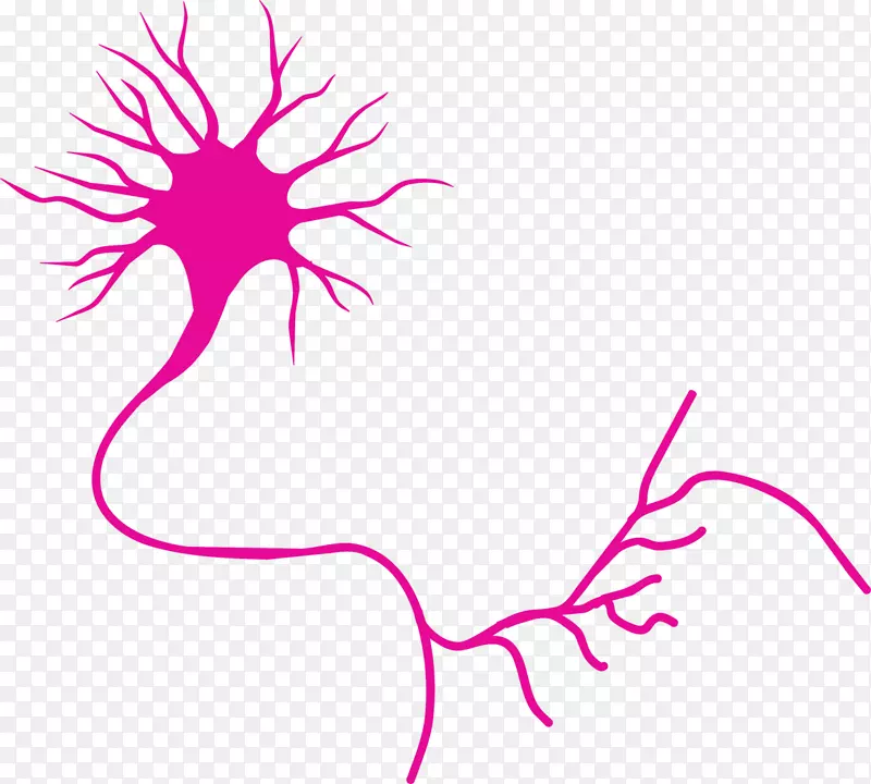 运动神经元神经系统轴突