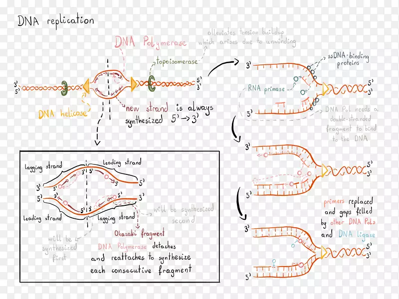 DNA 复制过程与 RNA 聚合酶机制PNG图片素材下载_图片编号4372535-PNG素材网