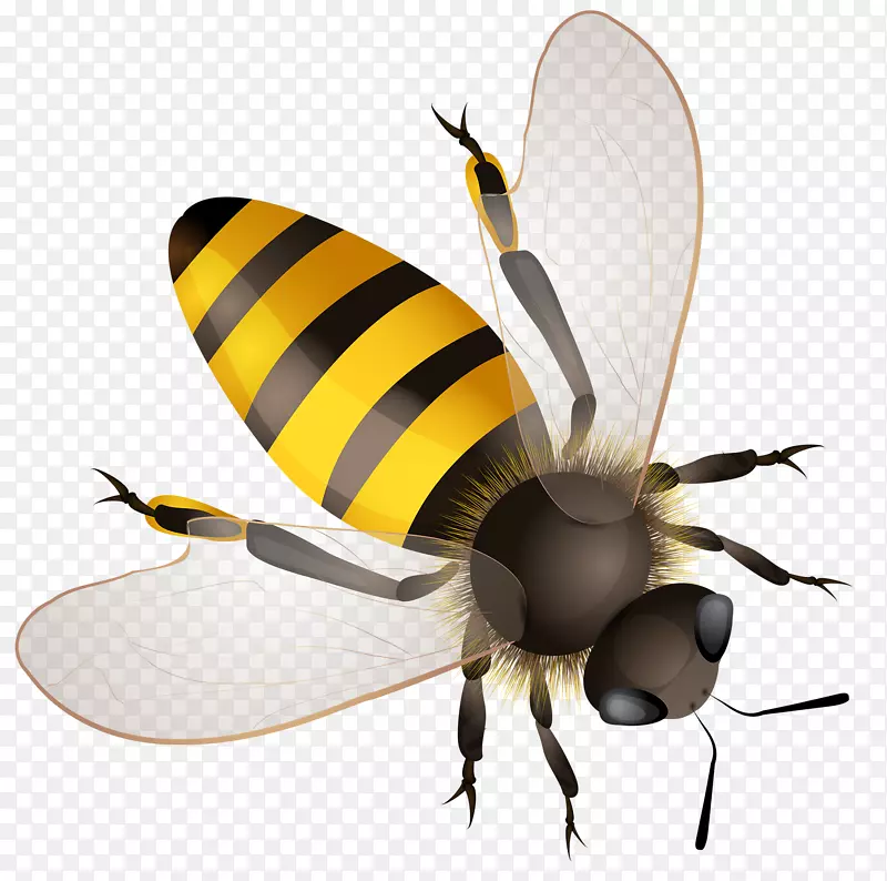 蜜蜂非洲化蜜蜂剪贴画-蜜蜂