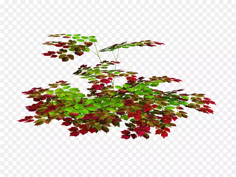 小枝、花盆、室内植物、灌木、开花植物-叶