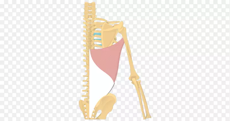 肩胛背阔肌起源与插入解剖-骨骼