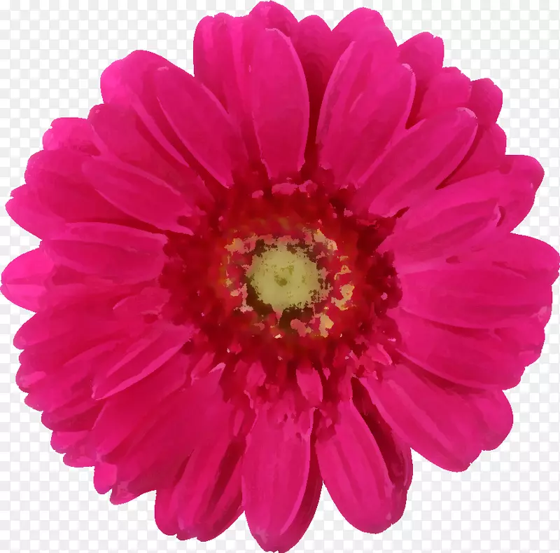 德兰士瓦菊科粉红色玫瑰普通雏菊-花朵真