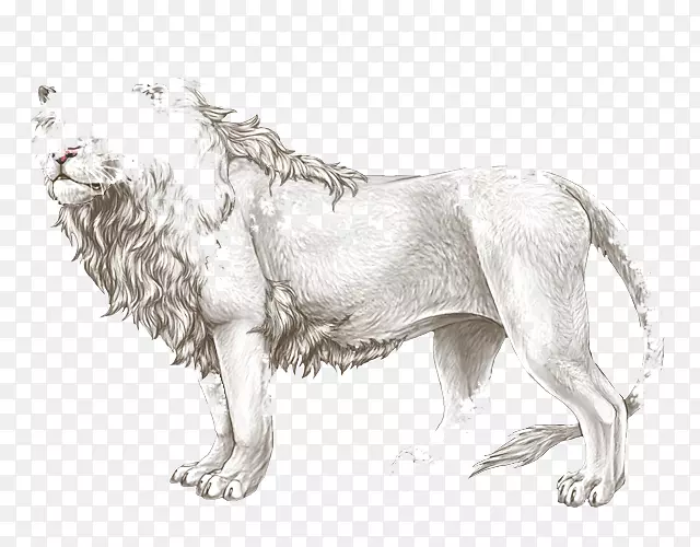 狮子狗繁殖大猫狮