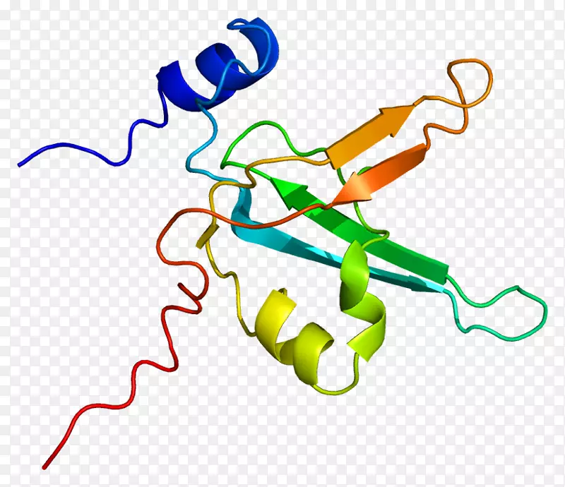 复制蛋白A1基因DNA
