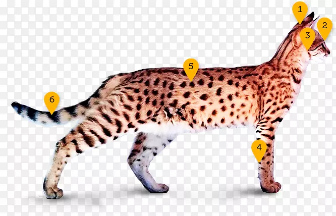 加利福利亚州有一只八角豹，孟加拉野猫，大草原猫，西洛猎豹。
