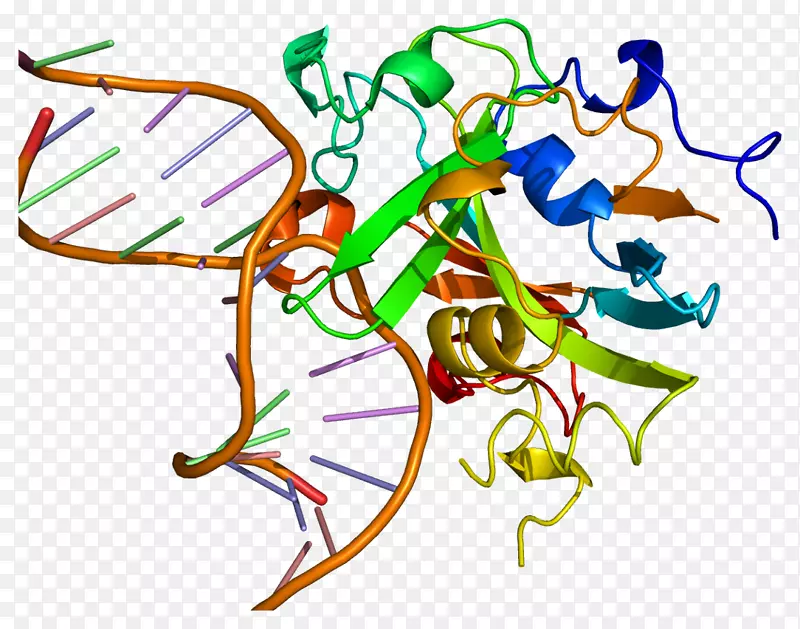 尿嘧啶-dna糖化酶dna-3-甲基腺嘌呤糖化酶基因