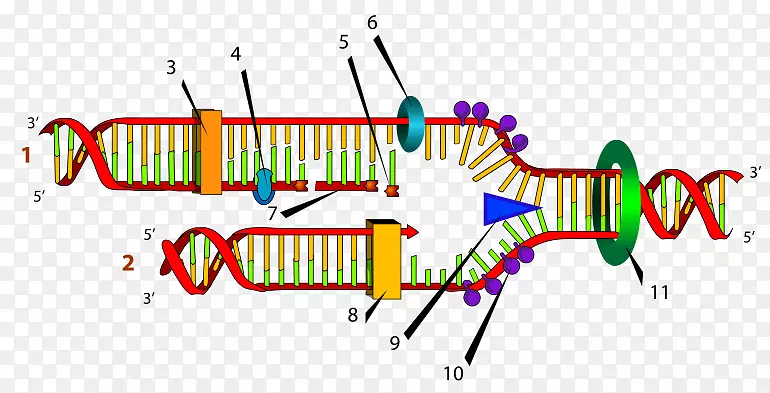 DNA复制叉式解旋酶DNA聚合酶
