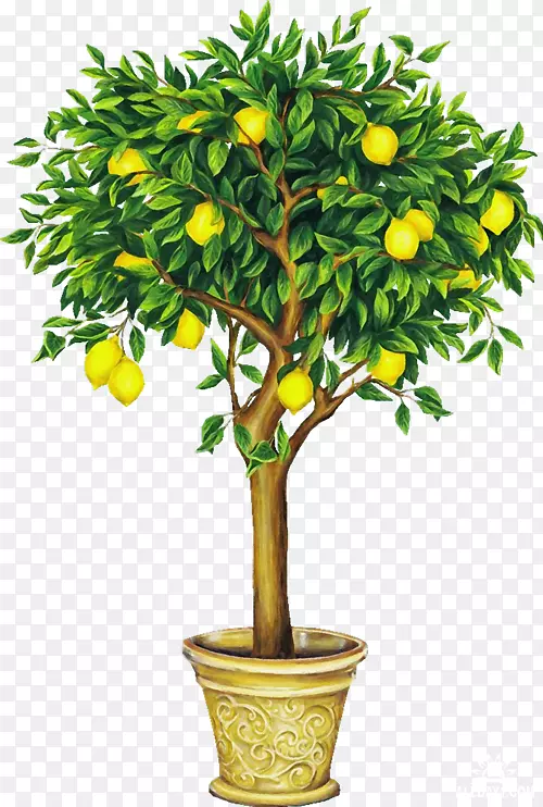 柠檬画果树剪贴画.柠檬