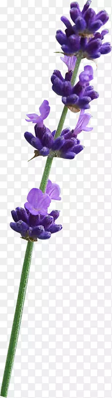 英国薰衣草紫普通鼠尾草植物茎紫