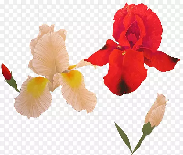 美人蕉(Canna Iris)家族切花，植物茎虹膜