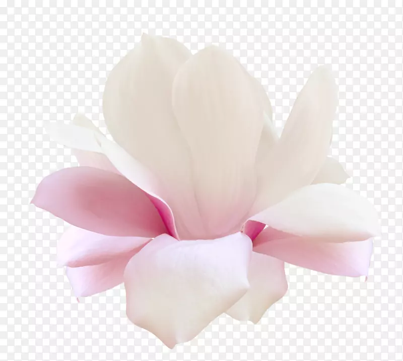花卉Натяжнастеля数字图像花瓣-花