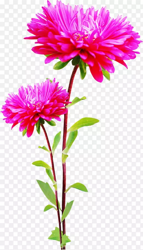 花卉信息数字图像剪贴画-花卉