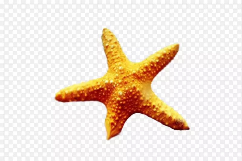 海星我看到星星棘皮动物海洋生物精装海星
