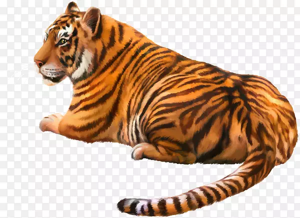 狮子猫，孟加拉虎，白虎，西伯利亚虎-狮子