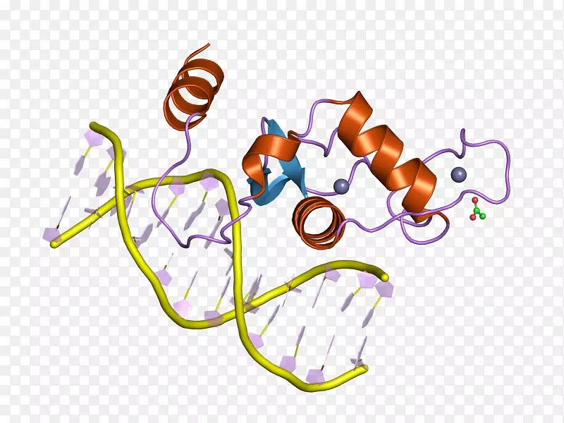 肝受体同源物1甾体生成因子1基因转录因子核受体人肝