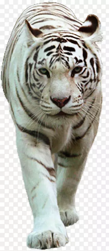 猫科白虎狮猫