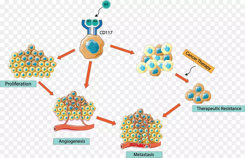 CD 117肿瘤干细胞胃肠道间质瘤干细胞因子