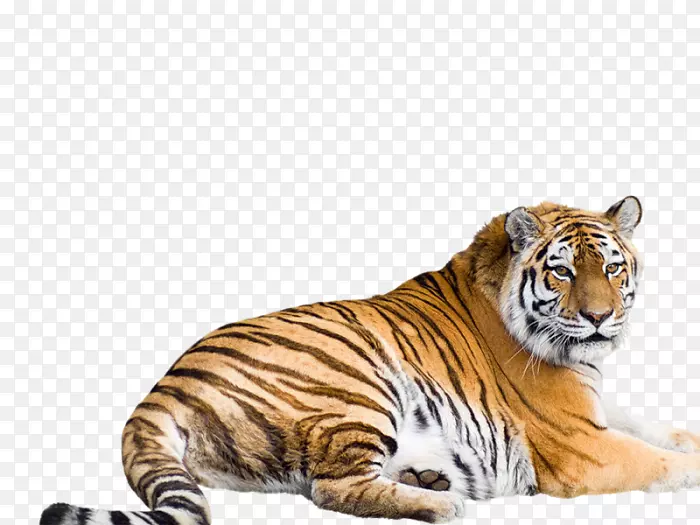猫科白虎西伯利亚虎孟加拉虎-猫