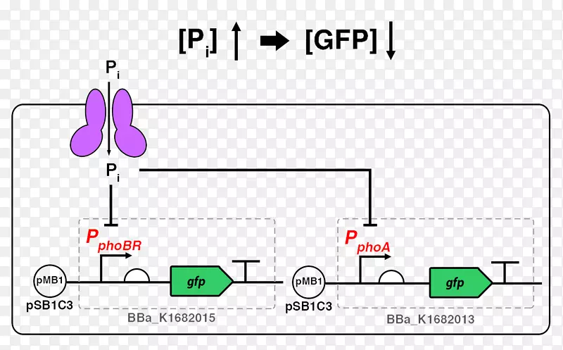 国际基因工程机器磷。大肠杆菌磷酸绿色荧光蛋白