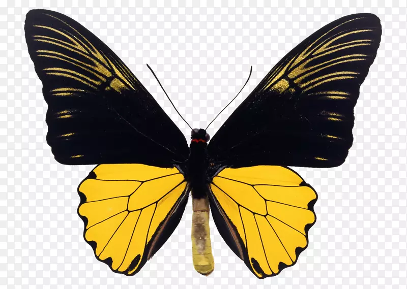 燕尾蝶，鸟翅，云彩，黄色，海伦娜-蝴蝶