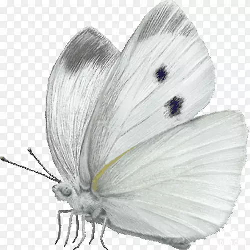 蝴蝶卷心菜白色昆虫大型白色剪贴画-蝴蝶