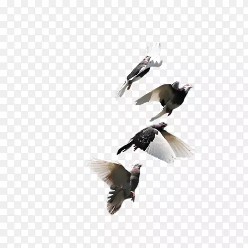 鸟岩鸽归巢鸽和平鴿羽毛鸟