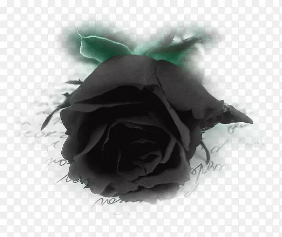 黑色玫瑰桌面壁纸下载-玫瑰
