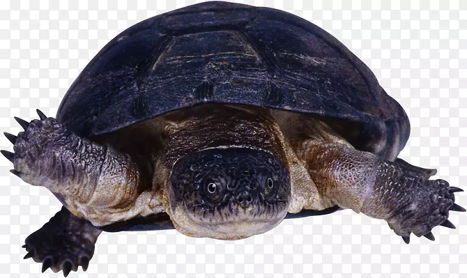 常见的海龟爬行动物龟