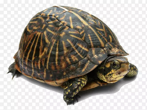 佛罗里达盒龟汤海龟龟