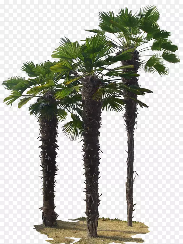 亚洲棕榈树绿树