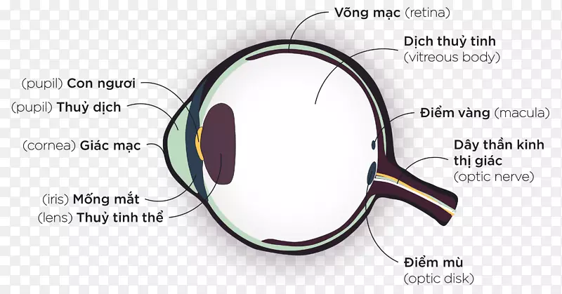 护目镜，眼睛放大镜，解剖眼镜.眼睛
