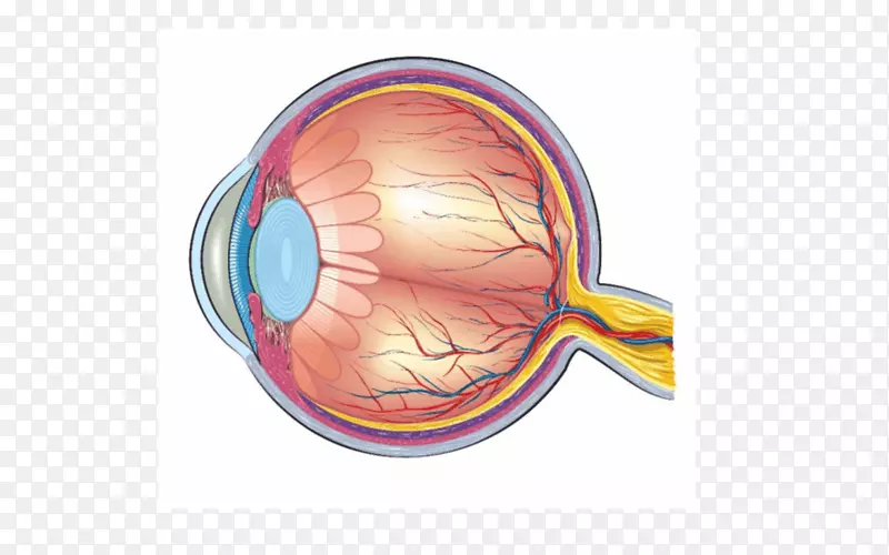 人眼解剖图-眼睛