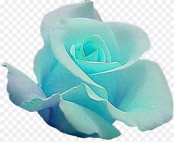 蓝色玫瑰花园玫瑰切花一朵蓝色玫瑰