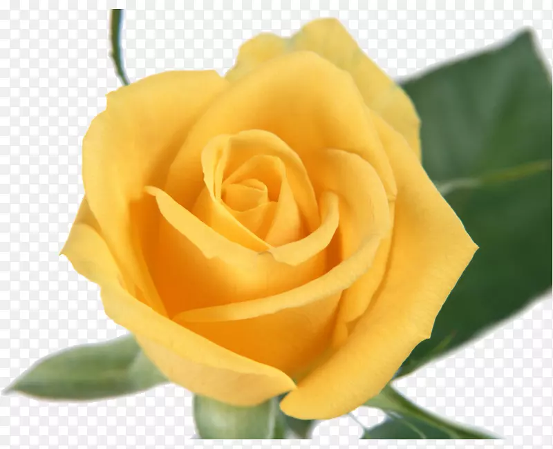 黄色切花玫瑰家庭花园玫瑰-花