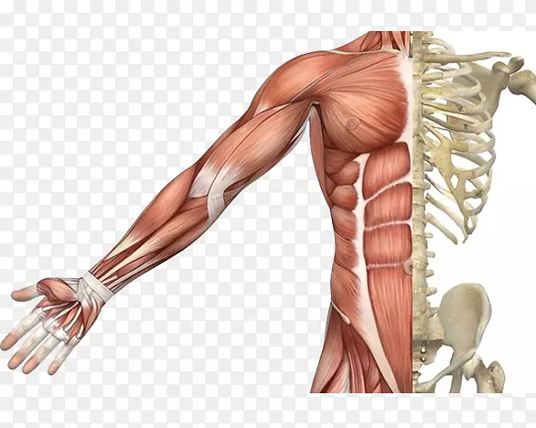 骨骼肌系统人体骨骼